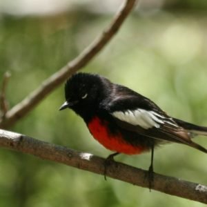 Myioborus Pictus - Painted Redstart found in the US