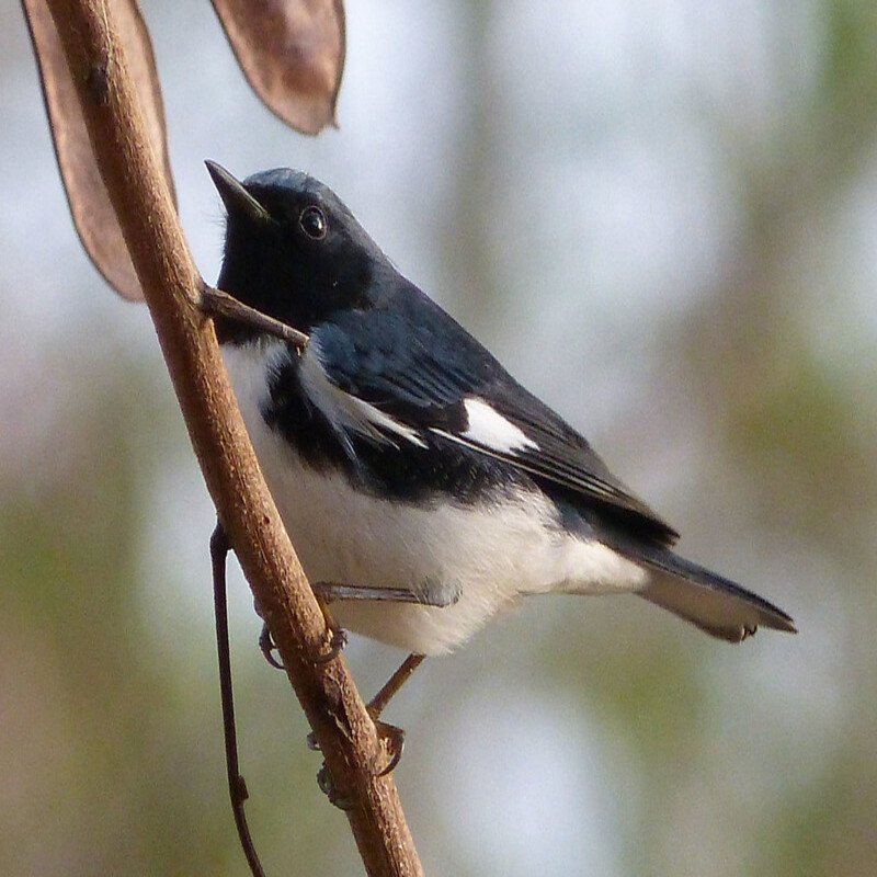 Setophaga Caerulescens - Black-Throated Blue Warbler found in the US