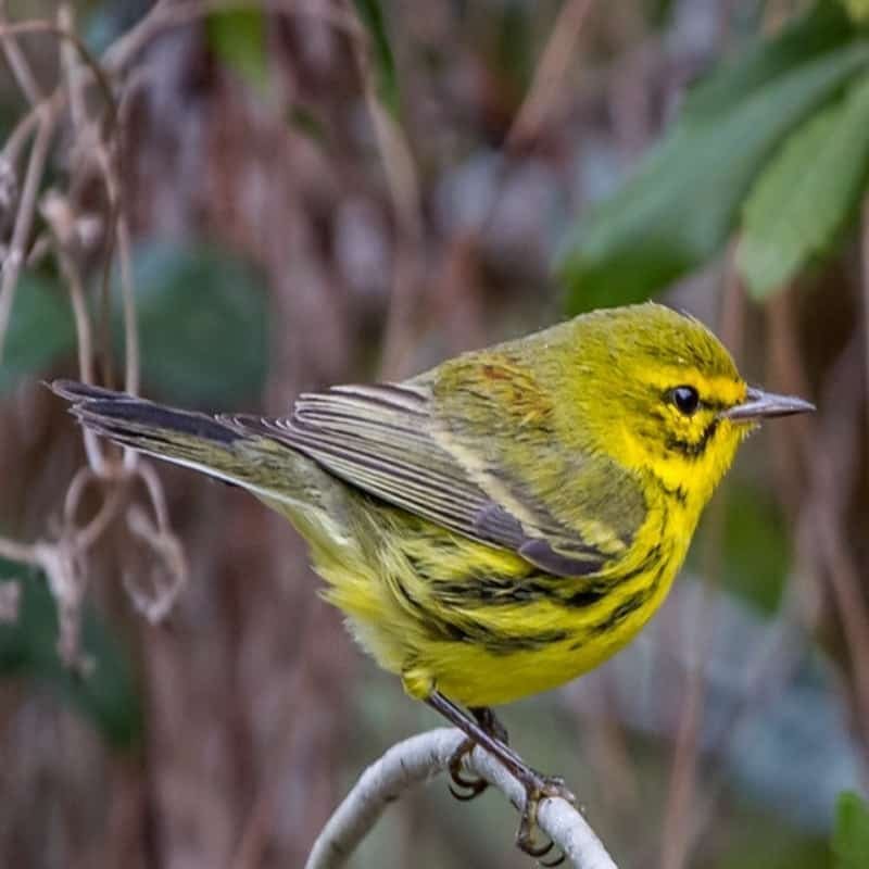Setophaga Discolor - Prairie Warbler found in the US