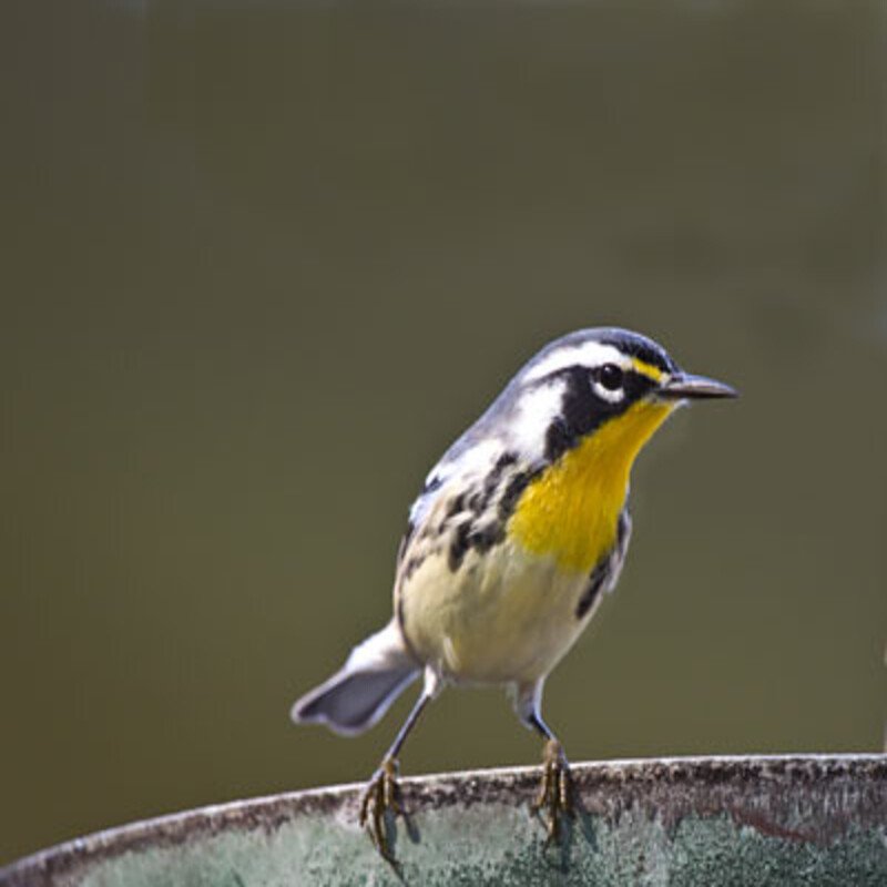 Setophaga Dominica - Yellow-Throated Warblers found in the US