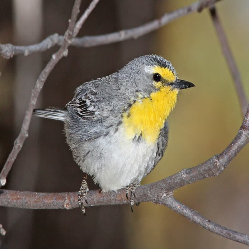 Setophaga Graciae - Grace's Warbler found in the US