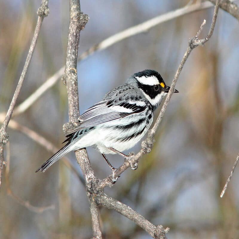 Setophaga Nigrescens - Black-Throated Gray Warbler found in the US