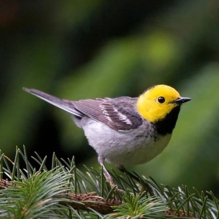 Setophaga Occidentalis Hermit Warbler USA Birds