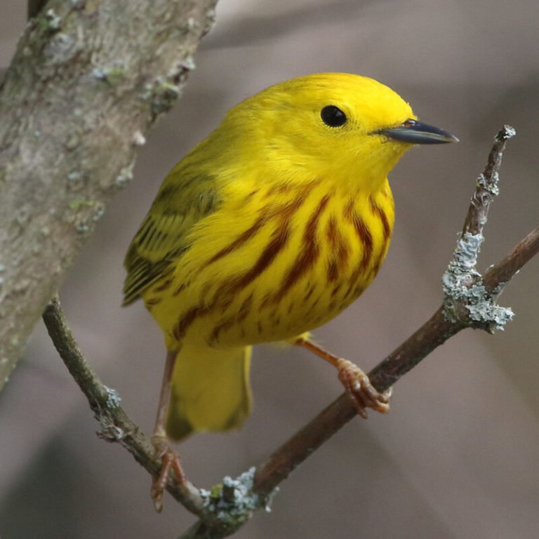 Setophaga Petechia - Yellow Warbler - USA Birds