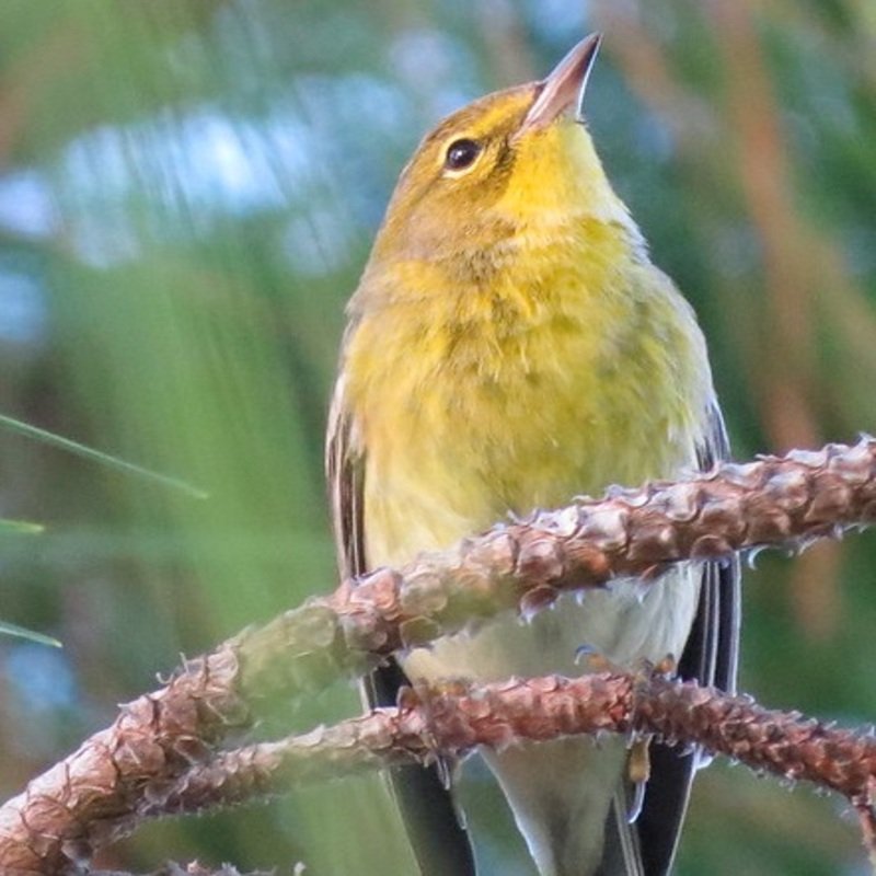 Setophaga Pinus - Pine Warbler found in the US