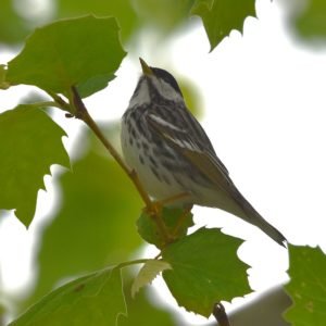 Setophaga Striata - Blackpoll Warbler found in the US