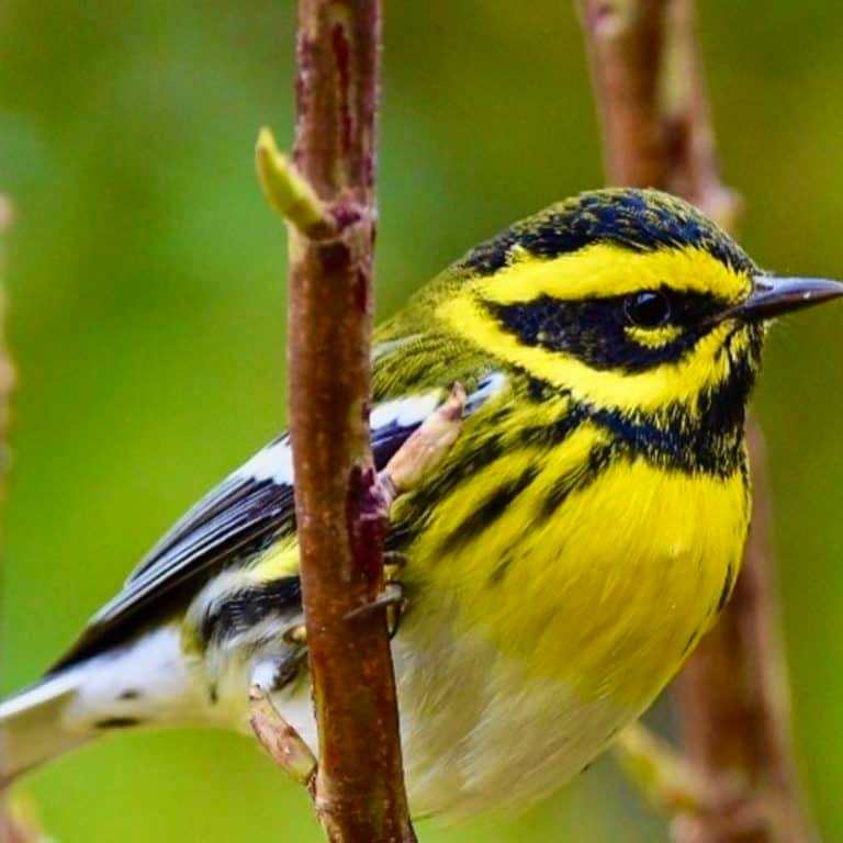 Setophaga Townsendi - Townsend's Warbler - USA Birds