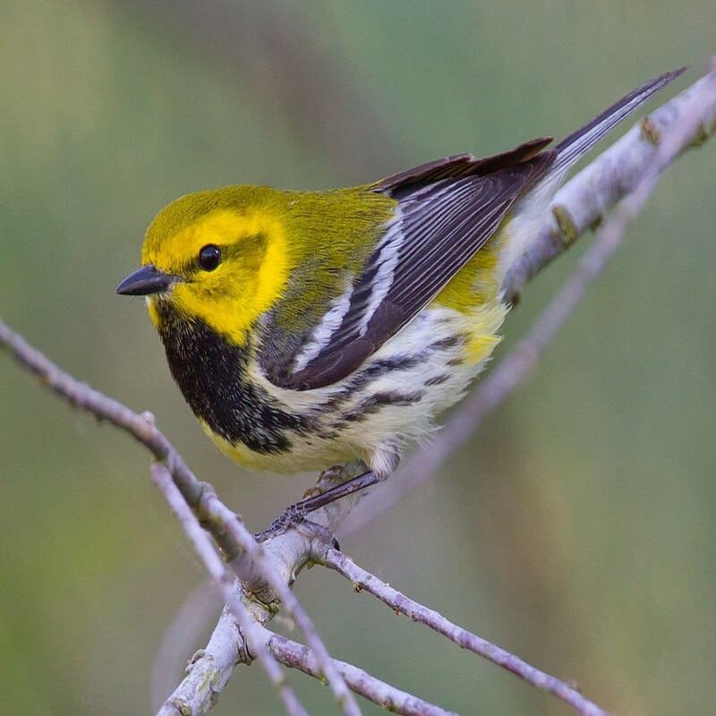 Setophaga Virens - Black-Throated Green Warbler found in the US